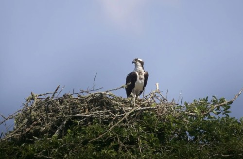 An osprey perched on a large nest made of twigs, against a blue sky with scattered clouds.