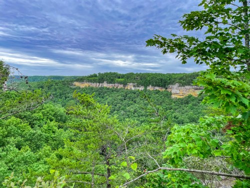 Lush green forest with a rocky cliff in the background under a cloudy sky.