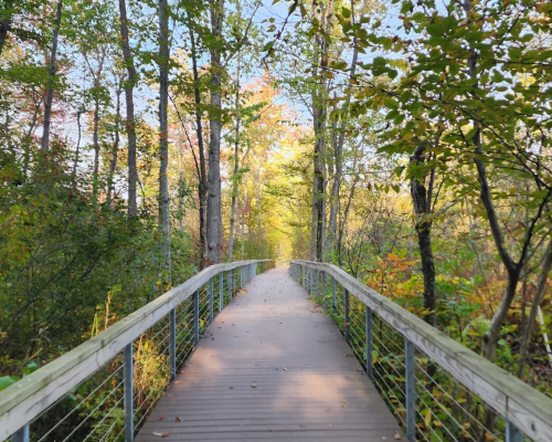 A wooden boardwalk winding through a lush forest with trees and colorful foliage on either side.