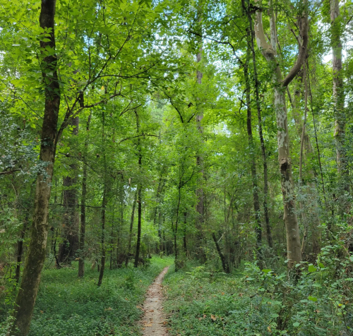 A winding path through a lush green forest, surrounded by tall trees and dense foliage.