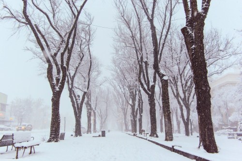A snowy street lined with bare trees, benches, and a soft white blanket of snow covering the ground.