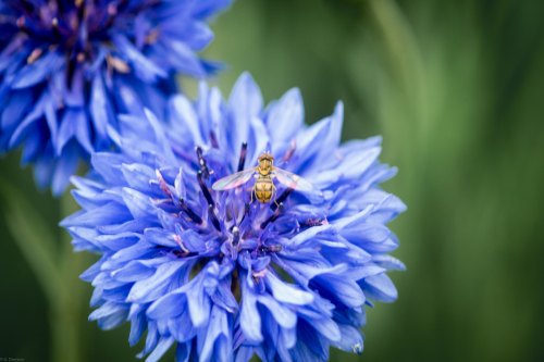 A bee perched on a vibrant blue flower, surrounded by lush green foliage.