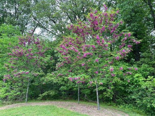 Three vibrant trees with purple flowers stand amidst lush green foliage in a wooded area.