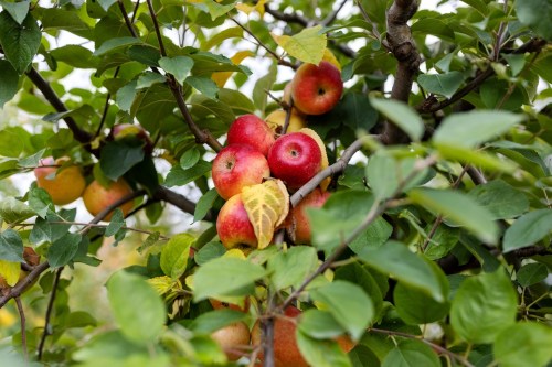 A close-up of a tree branch laden with red and yellow apples surrounded by green leaves.