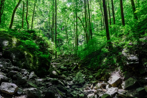 A lush green forest with tall trees and a rocky path leading through the undergrowth. Sunlight filters through the leaves.