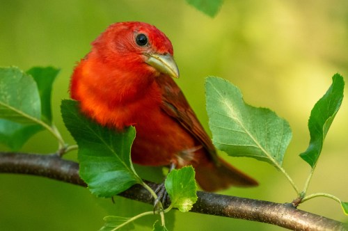A vibrant red bird perched on a branch surrounded by green leaves, with a soft, blurred background.