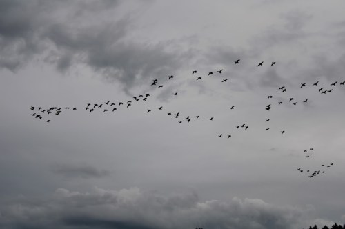 A flock of birds flying across a cloudy sky, with dark clouds looming in the background.