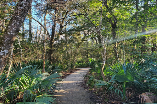 A serene forest path surrounded by lush greenery and sunlight filtering through the trees.