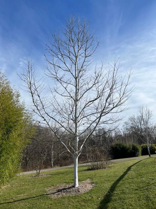 A tall, leafless white tree stands in a grassy area under a clear blue sky, surrounded by sparse vegetation.