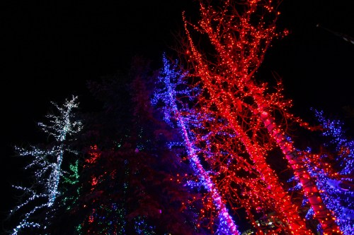 Colorful trees illuminated with red, blue, and white lights against a dark night sky.