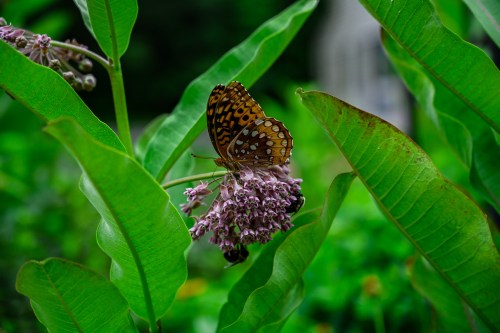 A butterfly with orange and black patterns rests on a purple flower surrounded by green leaves.