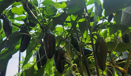 A close-up of jalapeño peppers growing on a plant, surrounded by green leaves under bright sunlight.