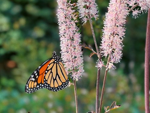 A monarch butterfly perched on pink flowering plants against a blurred green background.
