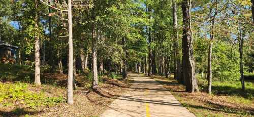 A serene pathway lined with trees, leading through a lush green forest on a sunny day.
