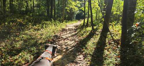 A dog on a leash walks along a sunlit forest path surrounded by trees and fallen leaves.
