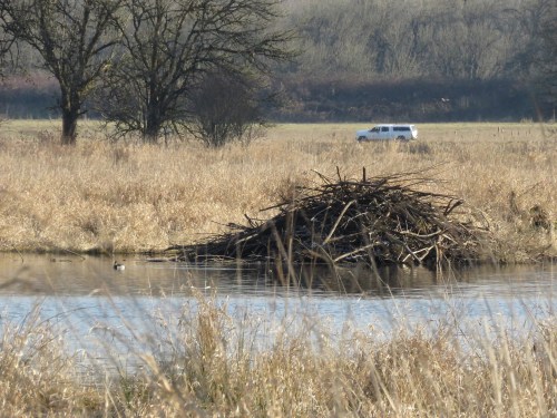 A beaver dam made of sticks in a wetland, with tall grass and a distant vehicle in the background.