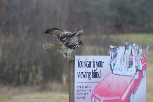 A hawk perched on a sign that reads, "Your car is your viewing blind. Please stay in your car."