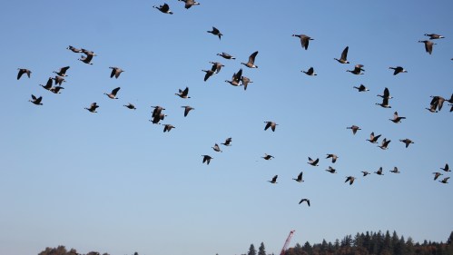 A flock of birds flying in a clear blue sky above a forested landscape.