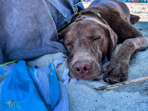 A sandy brown dog sleeping peacefully on the beach, surrounded by beach gear and a colorful background.