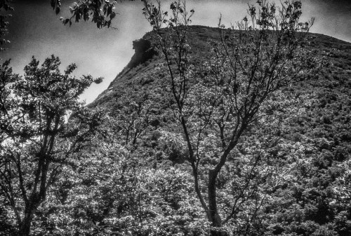 A black and white image of a mountain peak surrounded by lush trees and foliage.