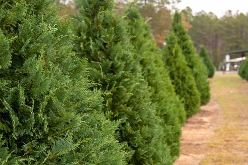 A row of lush green evergreen trees in a field, with a blurred background of trees and a building.