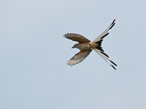 A bird in flight with long tail feathers, soaring against a clear blue sky.