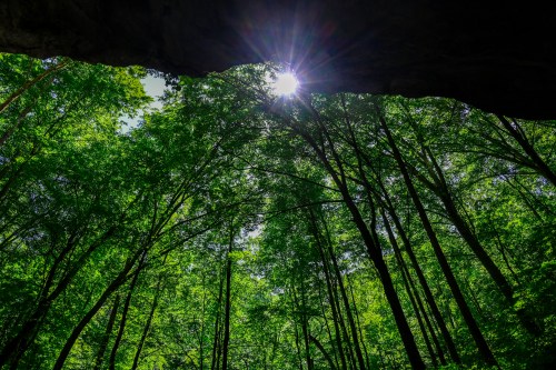 Sunlight filters through a canopy of lush green trees, viewed from beneath a rocky overhang.