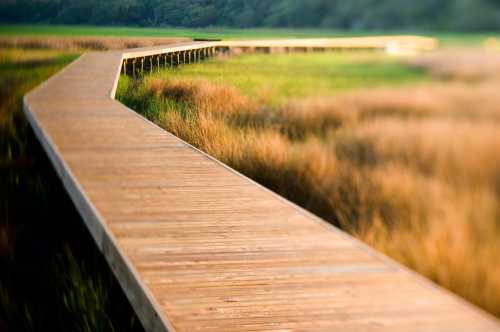 A wooden boardwalk extends out into the tall grass of the marshlands.