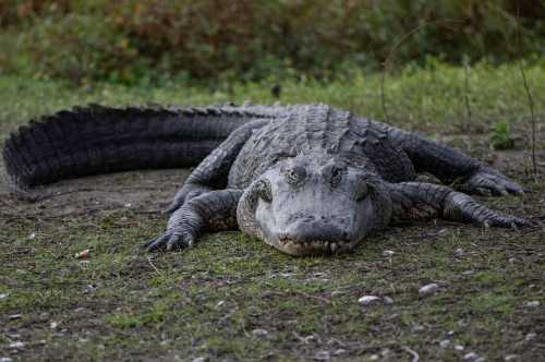 A huge alligator, like really huge…