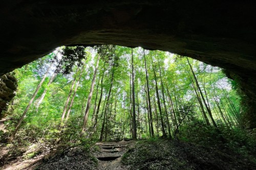 View from inside a cave, looking out at tall trees and lush greenery in a forest. Sunlight filters through the leaves.