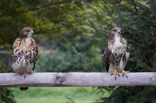 Two hawks perched on a wooden fence, surrounded by greenery, with a soft focus background.