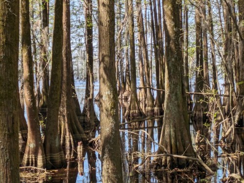 A serene swamp scene with tall trees rising from calm water, reflecting their silhouettes in the stillness.