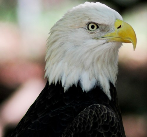 Close-up of a bald eagle with a sharp gaze, featuring a white head and yellow beak against a blurred background.