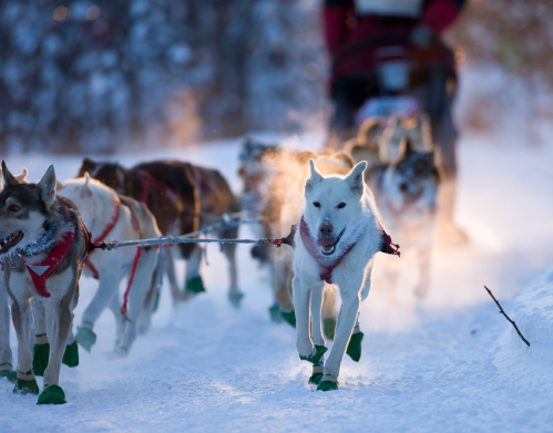 A team of sled dogs runs through snowy terrain, with one dog leading and steam rising from their breath.