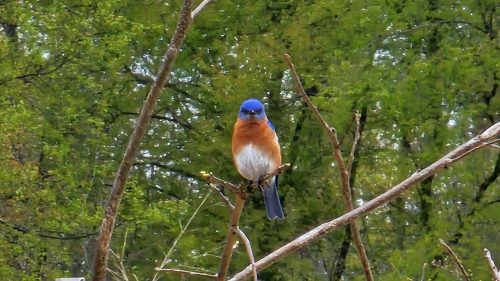 A bluebird perched on a branch, surrounded by lush green foliage.