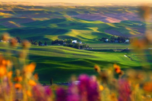 Lush green hills undulate under soft sunlight, with colorful flowers in the foreground and a distant farm nestled in the landscape.