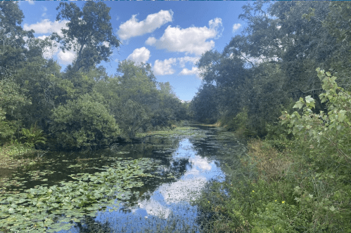 Sawgrass Lake which can be viewed from the Sawgrass Lake Park Trail in Pinellas County, Florida