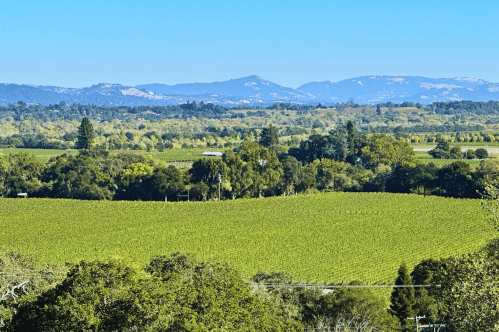 A scenic view of lush vineyards with rolling hills and mountains in the background under a clear blue sky.
