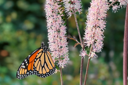A butterfly on a pink elongated flower at the arboretum.