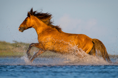 A chestnut horse gallops through shallow water, splashing droplets against a clear blue sky.