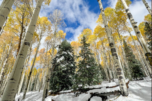 A snowy forest with tall aspen trees and vibrant yellow leaves under a blue sky with fluffy clouds.