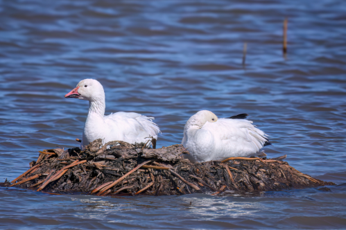 Two white ducks resting on a nest made of reeds and debris, surrounded by calm blue water.