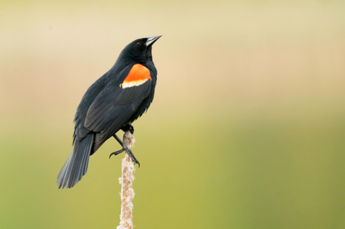 A male red-winged blackbird sits on a branch at Massachusetts' Great Meadows National Wildlife Sanctuary.