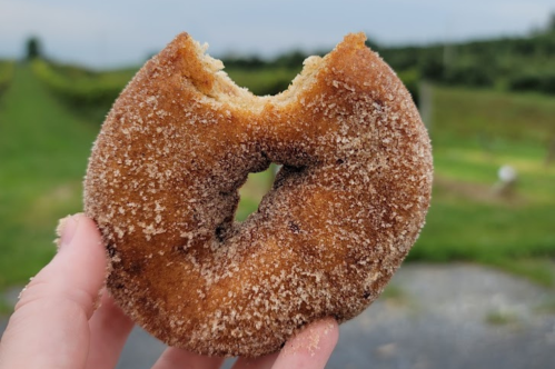 A hand holding a cinnamon sugar donut with a bite taken out, set against a green outdoor background.