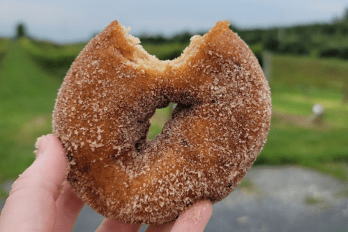 A hand holding a cinnamon sugar donut with a bite taken out, set against a green outdoor background.
