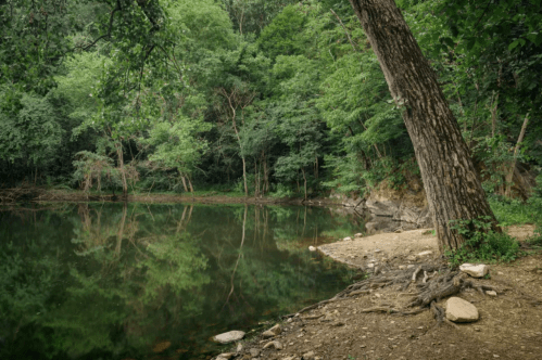A serene forest scene with a calm lake reflecting trees, surrounded by lush greenery and a sandy shore.