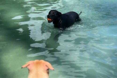 A black dog swims in water with a ball, while a tan dog watches from the shore.