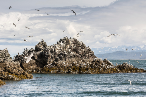A rocky coastline with seabirds flying above and resting on the rocks, set against a cloudy sky and calm sea.
