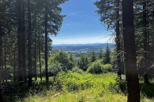 A scenic view of a valley framed by tall trees under a clear blue sky. Lush greenery in the foreground.
