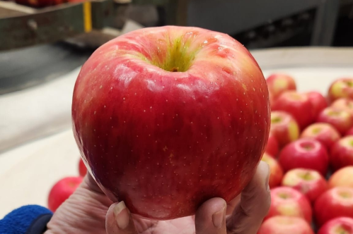 A person holding a large, shiny red apple with a greenish-yellow stem, surrounded by more apples in the background.
